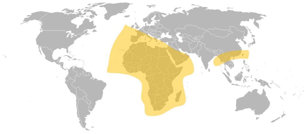 Belintersat 1 C-Band Africa Beam