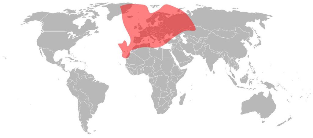Eutelsat 8 West B Ku-Band Europe Beam