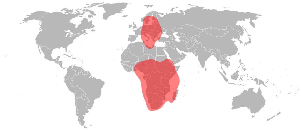 Intelsat 10 Ku-Band Europe Africa Beam
