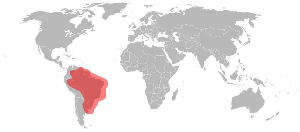 Intelsat 21 Ku-Band Brazil Beam