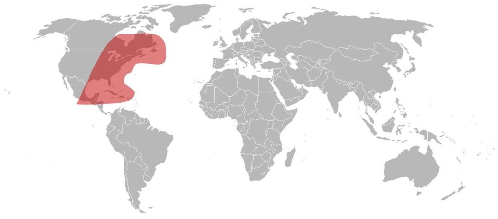 SES-4 Ku-Band American Beam