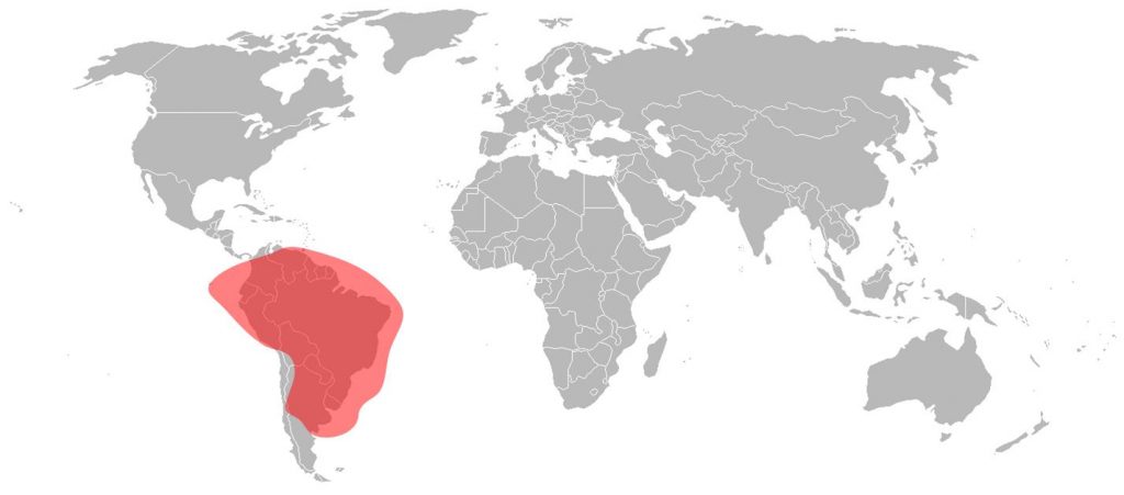 Telstar 12 Vantage Ku-Band Brazil Beam