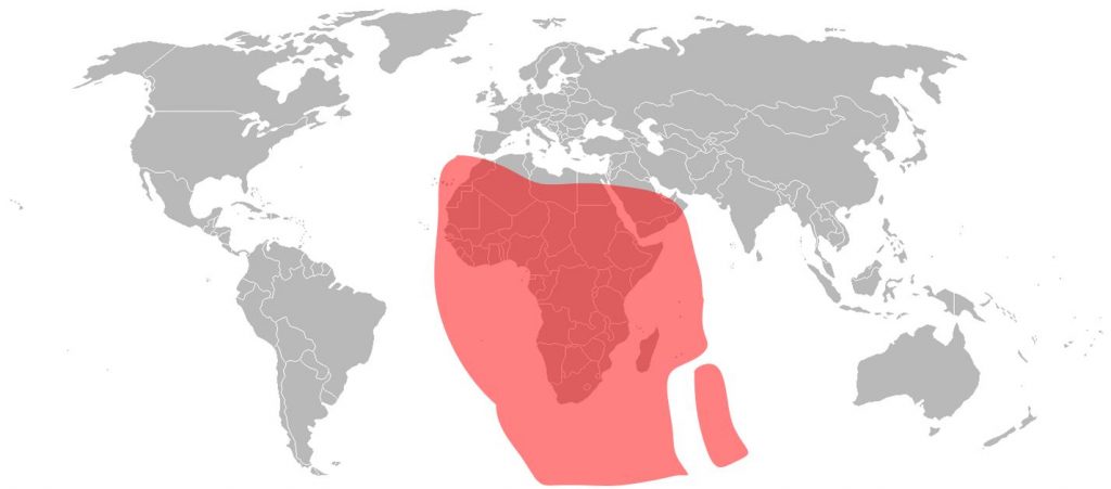 Intelsat 33E - Ku-Band Sub-Saharah Beam
